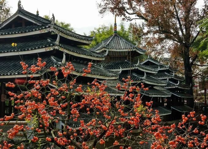 恭城月柿