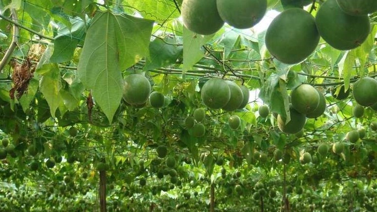 永福罗汉果